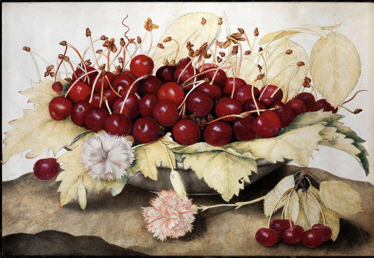 Natureza morta com um prato de cerejas e dois cravos by Giovanna Garzoni - Aprox. 1655-1662 - 24.5 x 37.5 cm 