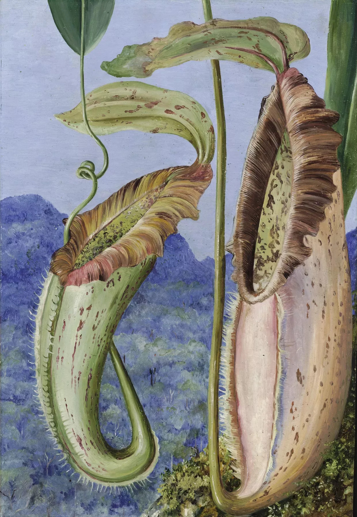 Eine neue Kannenpflanze aus den Kalksteinbergen von Sarawak, Borneo by Marianne North - circa 1876 - 50,4 x 34,8 cm 