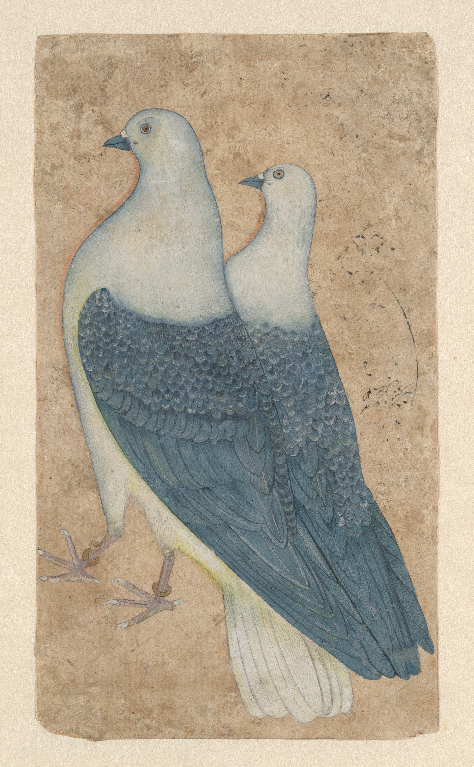 两只鸽子 by 未知艺术家  - c. 1650 - 22 × 12.5 cm 大都会艺术博物馆