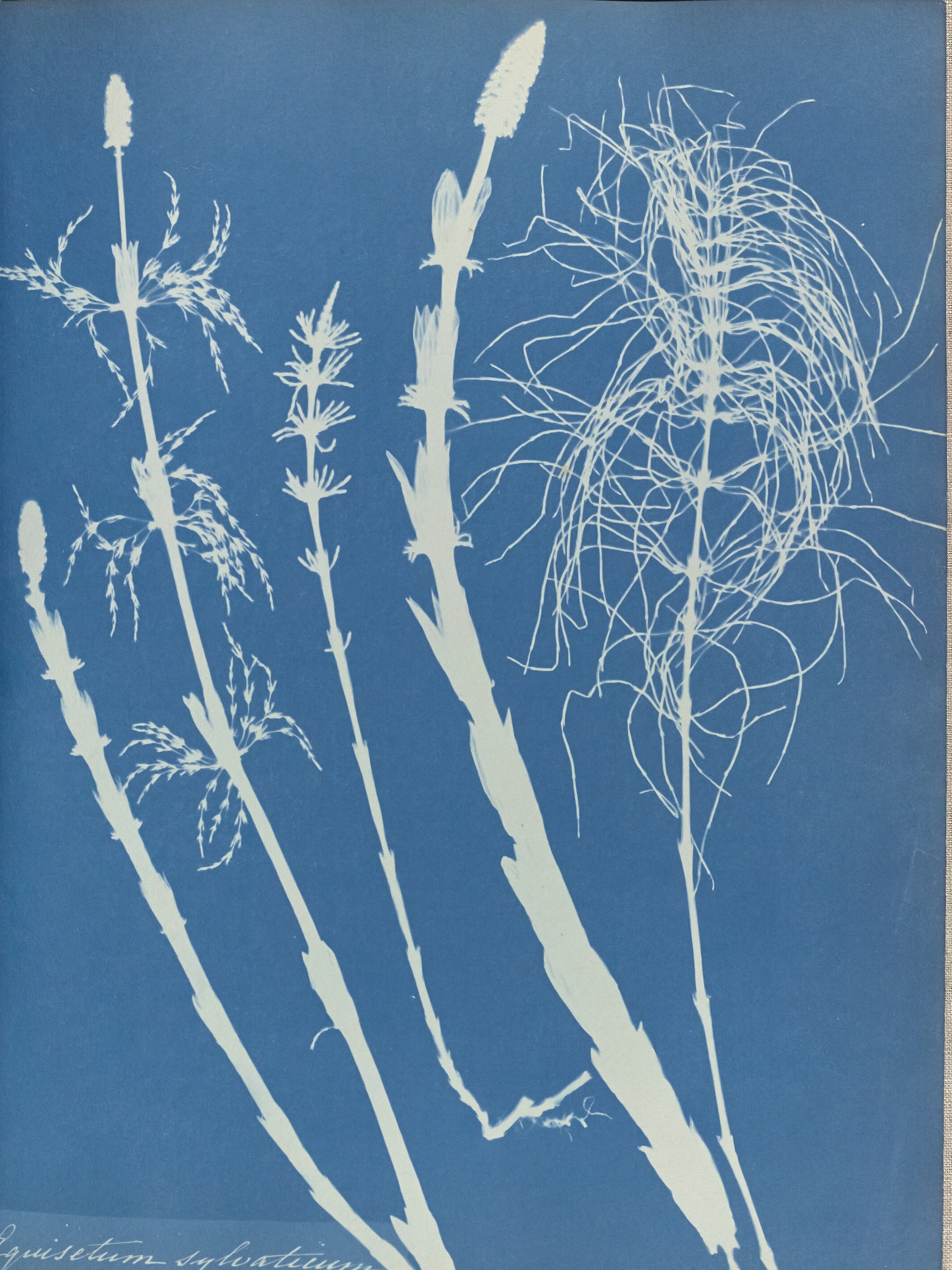 Equisetum sylvaticum by Anna Atkins - 1853 - 25,4 × 19,4 cm 