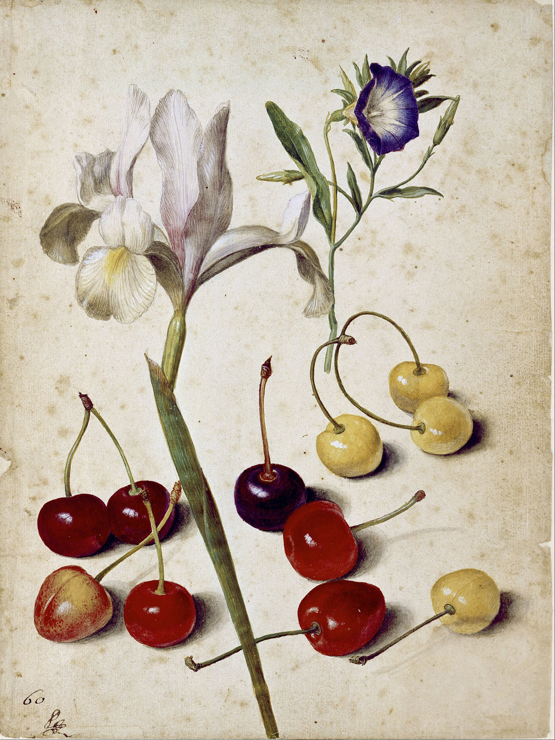 Шпанска перуника, украсни слак и трешње by Georg Flegel - 1630. - 17 x 23.3 cm 