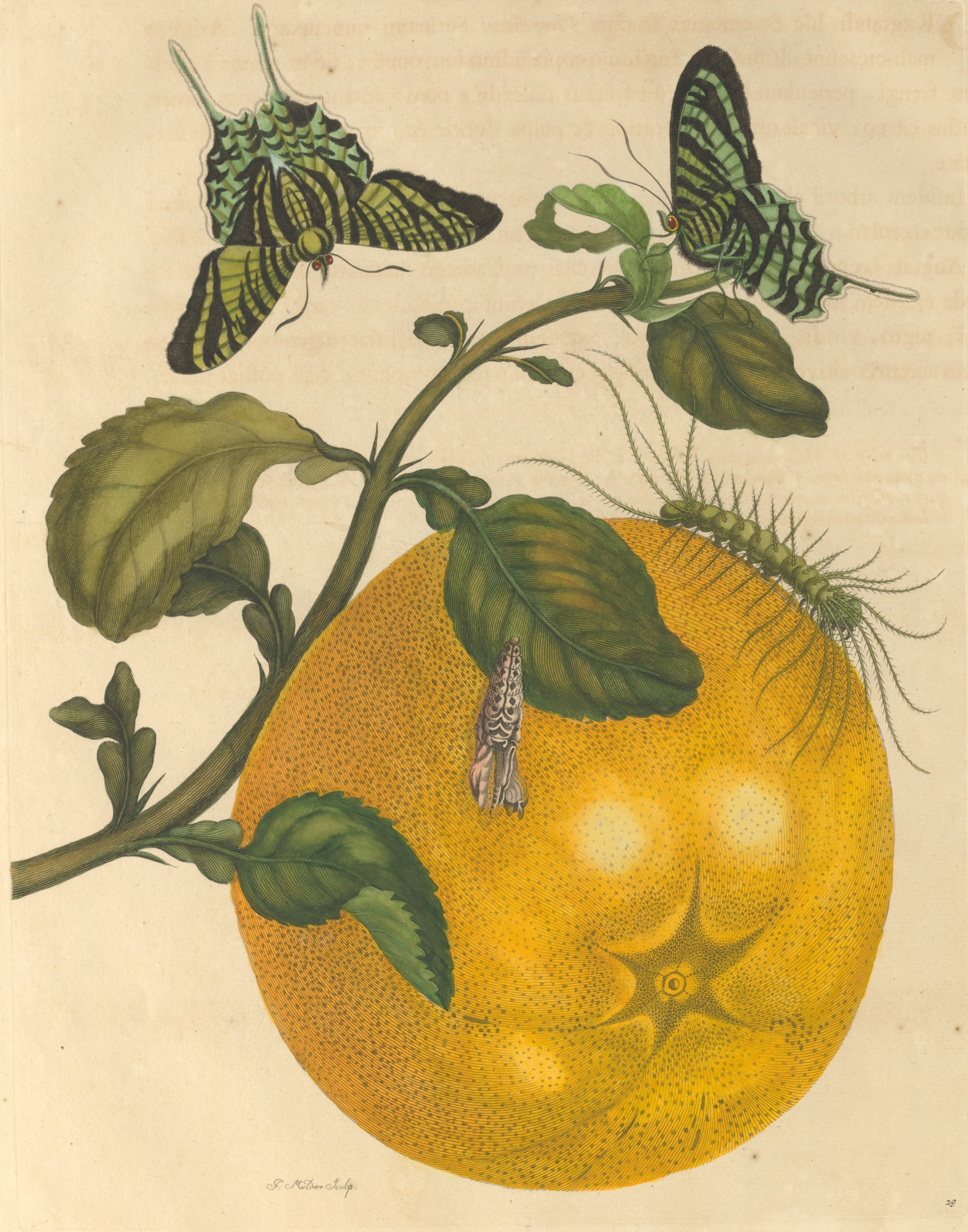 Metamorphosis Insectorum Surinamensium by Maria Sibylla Merian - 1705 - 29 x 25 cm 