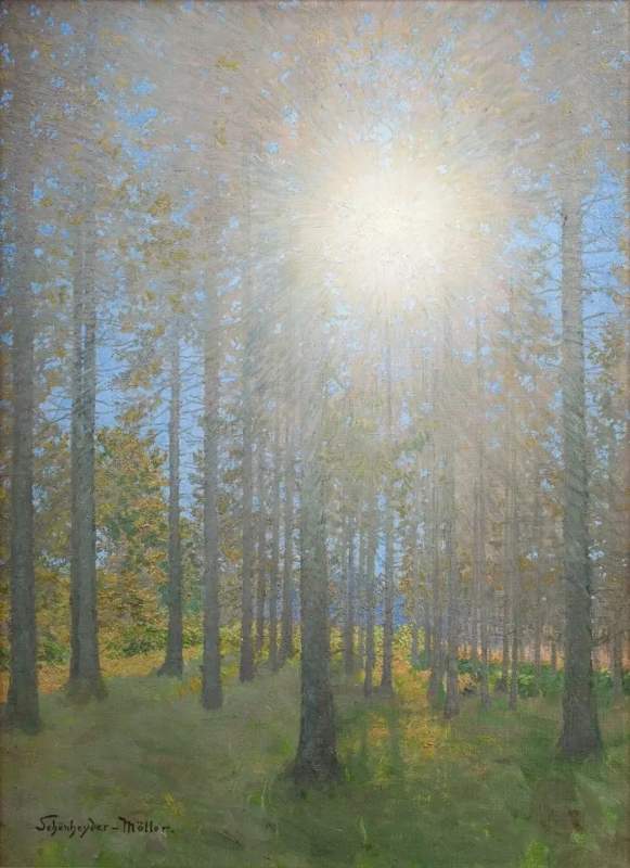 $ Sunshine in Pine Woods