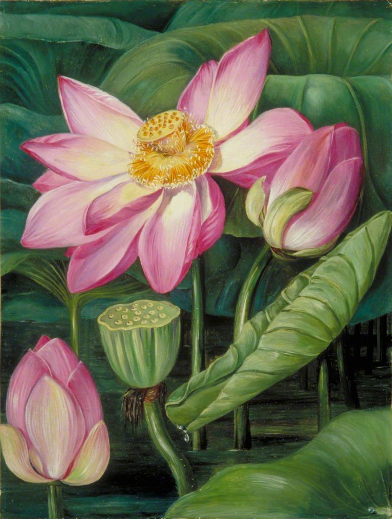Liście, kwiaty i owoce lotosu orzechodajnego na Jawie by Marianne North - ok. 1876 - 45,5 × 34,8 cm 