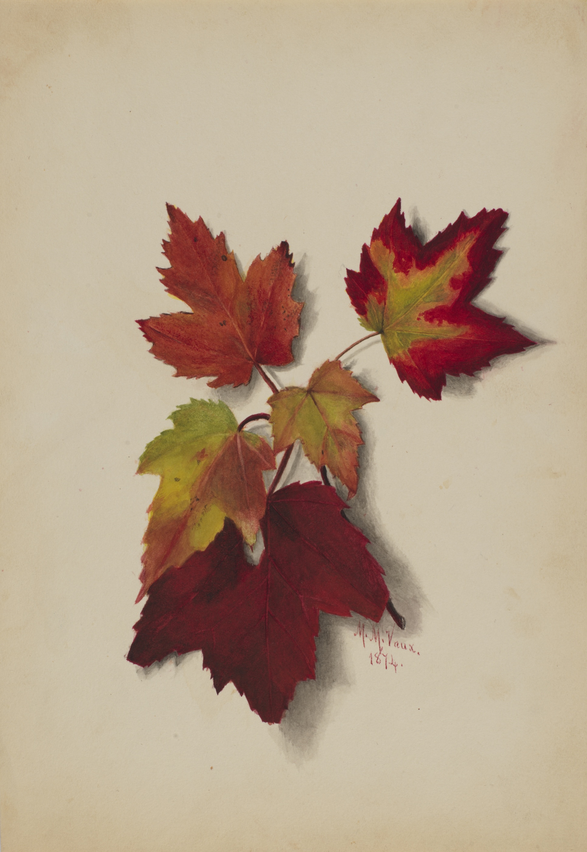 Autumn Leaves by Mary Vaux Walcott - 1874 - 25.4 x 17.5 cm Smithsonian American Art Museum