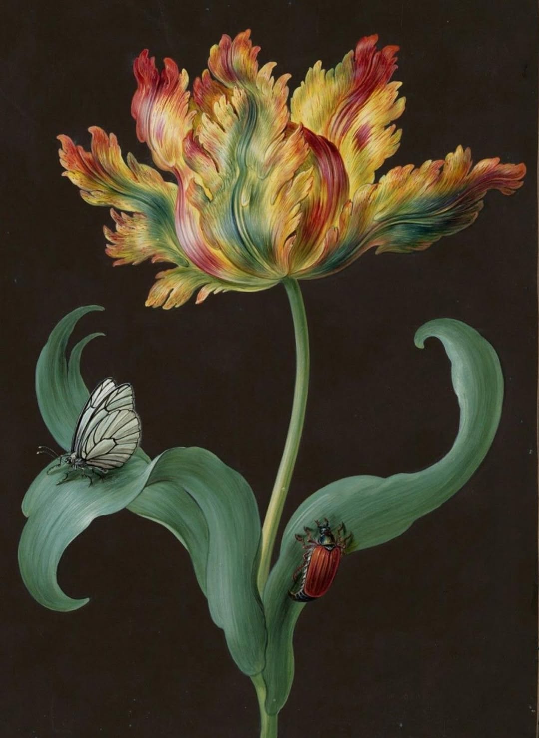 鬱金香、蝴蝶和小甲蟲 by Barbara Regina Dietzsch - 1783 年以前 - 29 x 20.7 釐米 