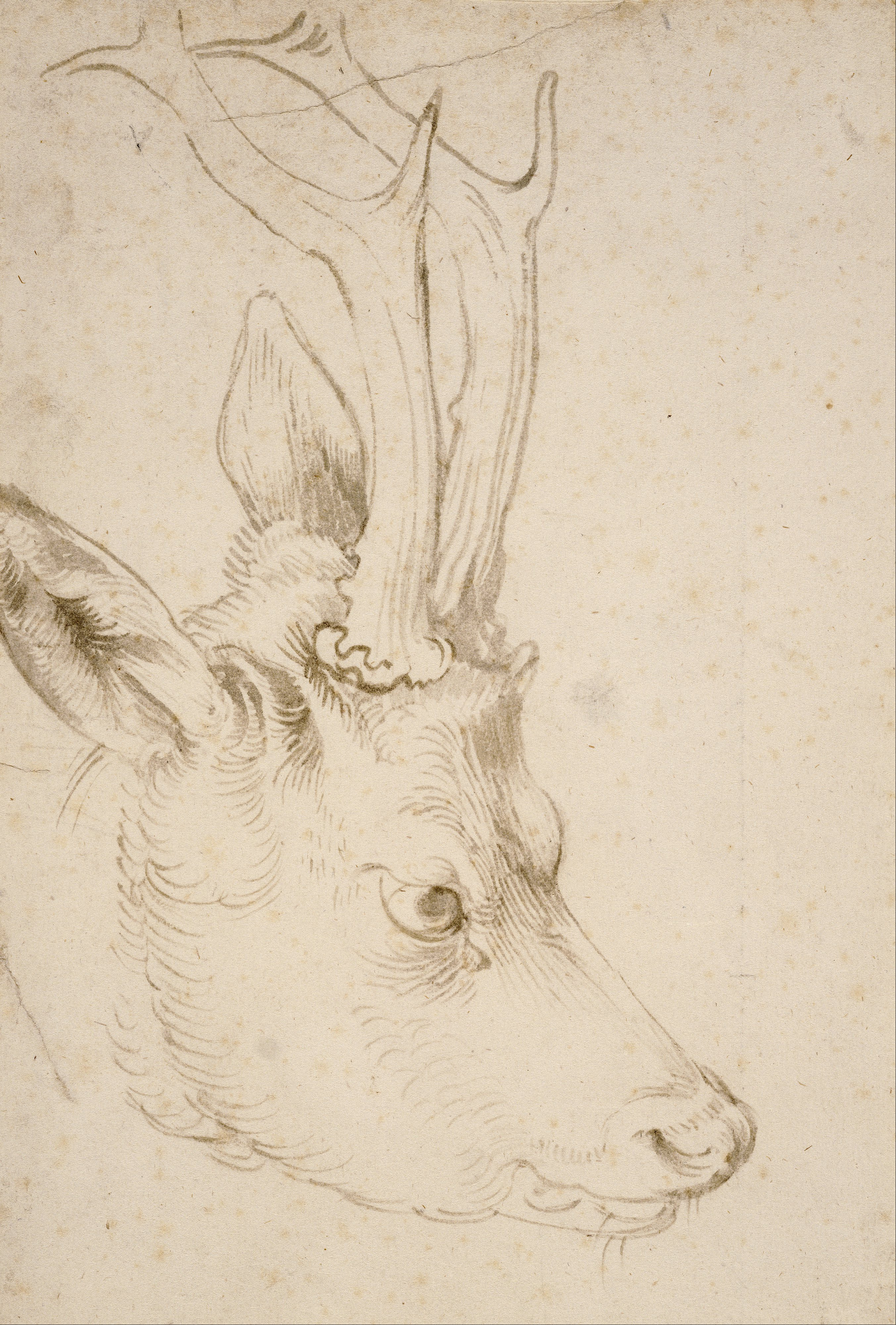 رأس غزال الرّو by Albrecht Dürer - حوالي 1503 - 22.86 × 15.39 cm 