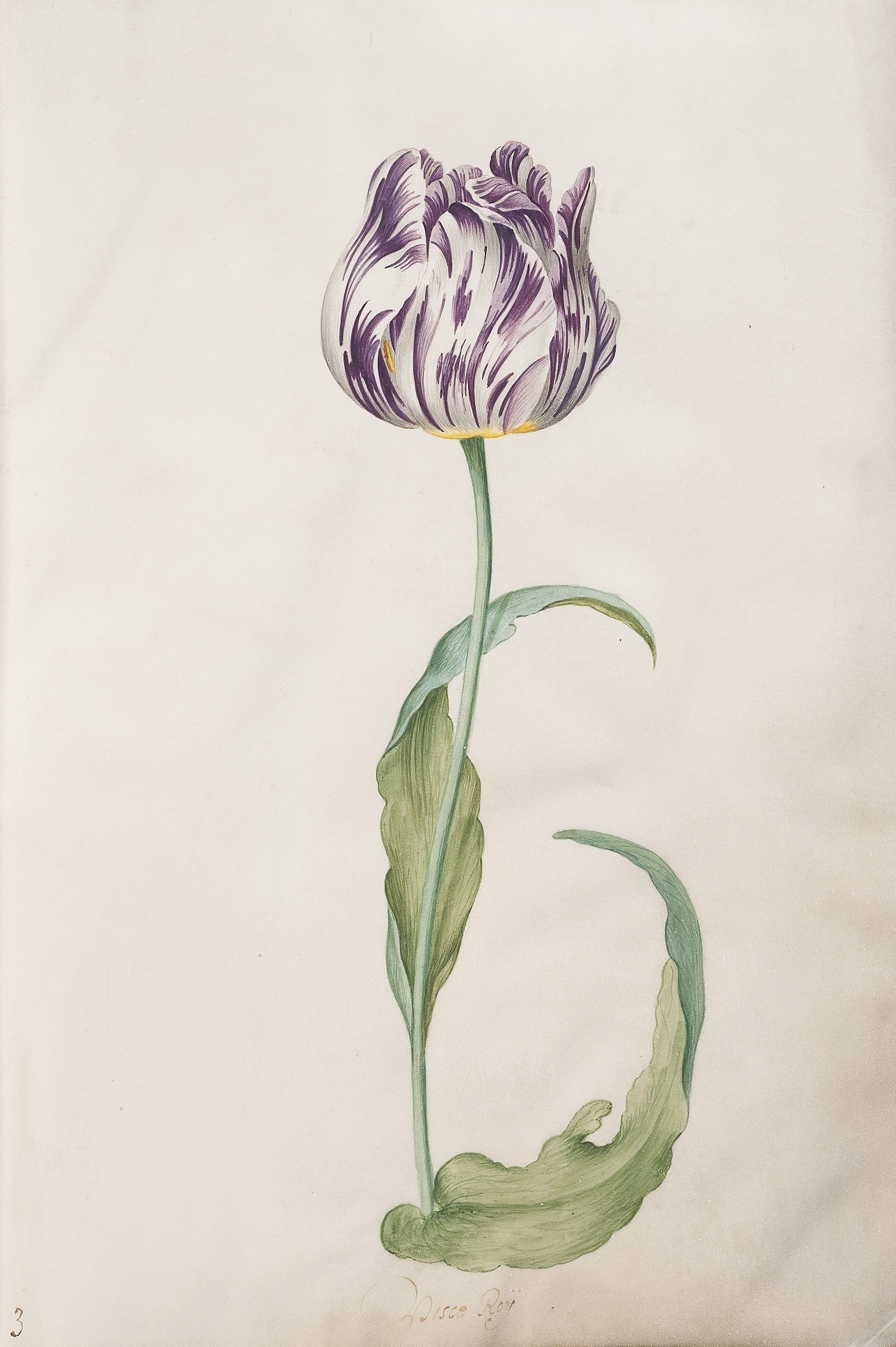 鬱金香 by Judith Leyster - 1643 年 - 39.7 x 28.5 釐米 