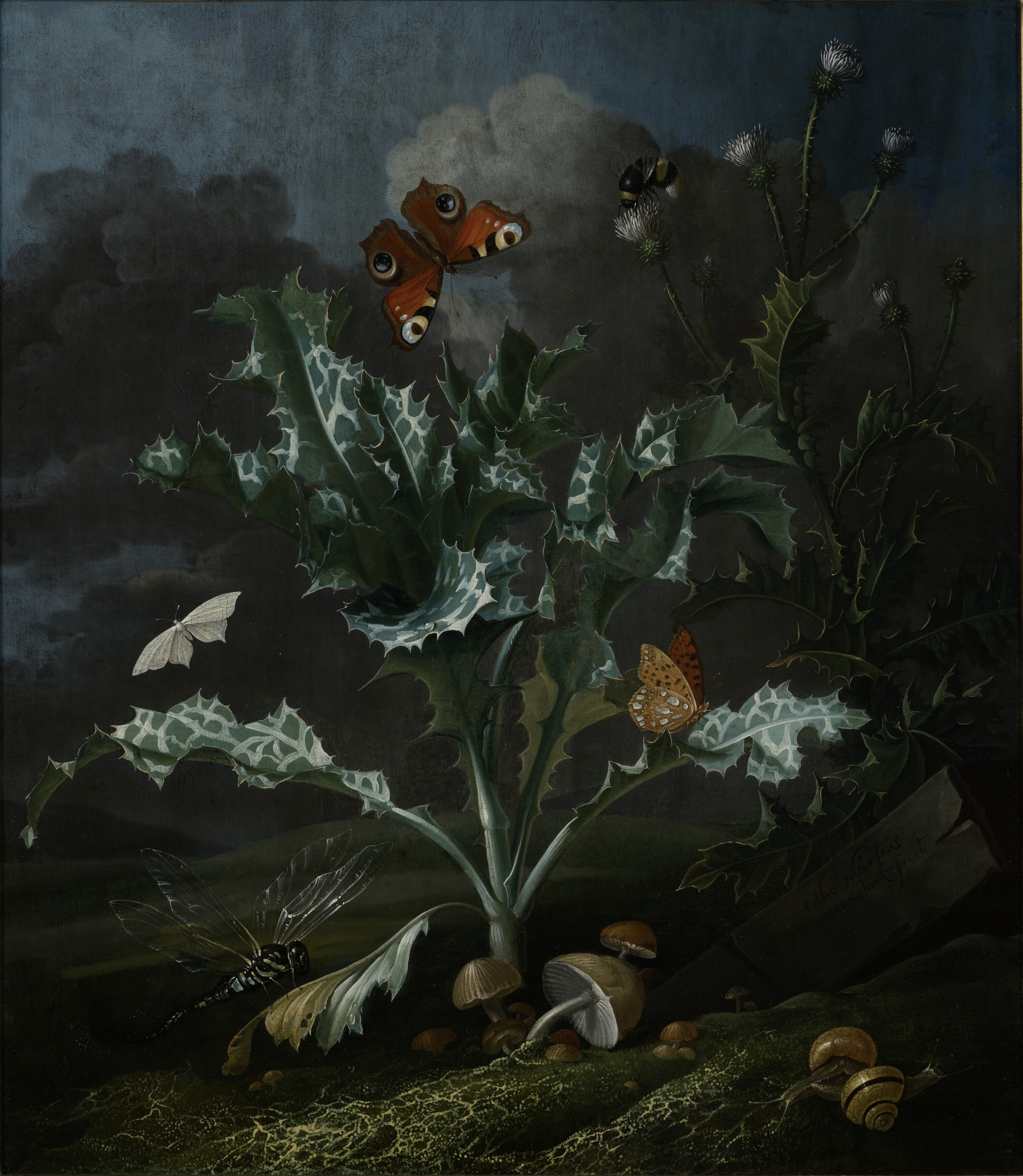 Ciulini și fluturi by Otto Marseus van Schrieck - Cca. 1670 - 42.8 x 37 cm 