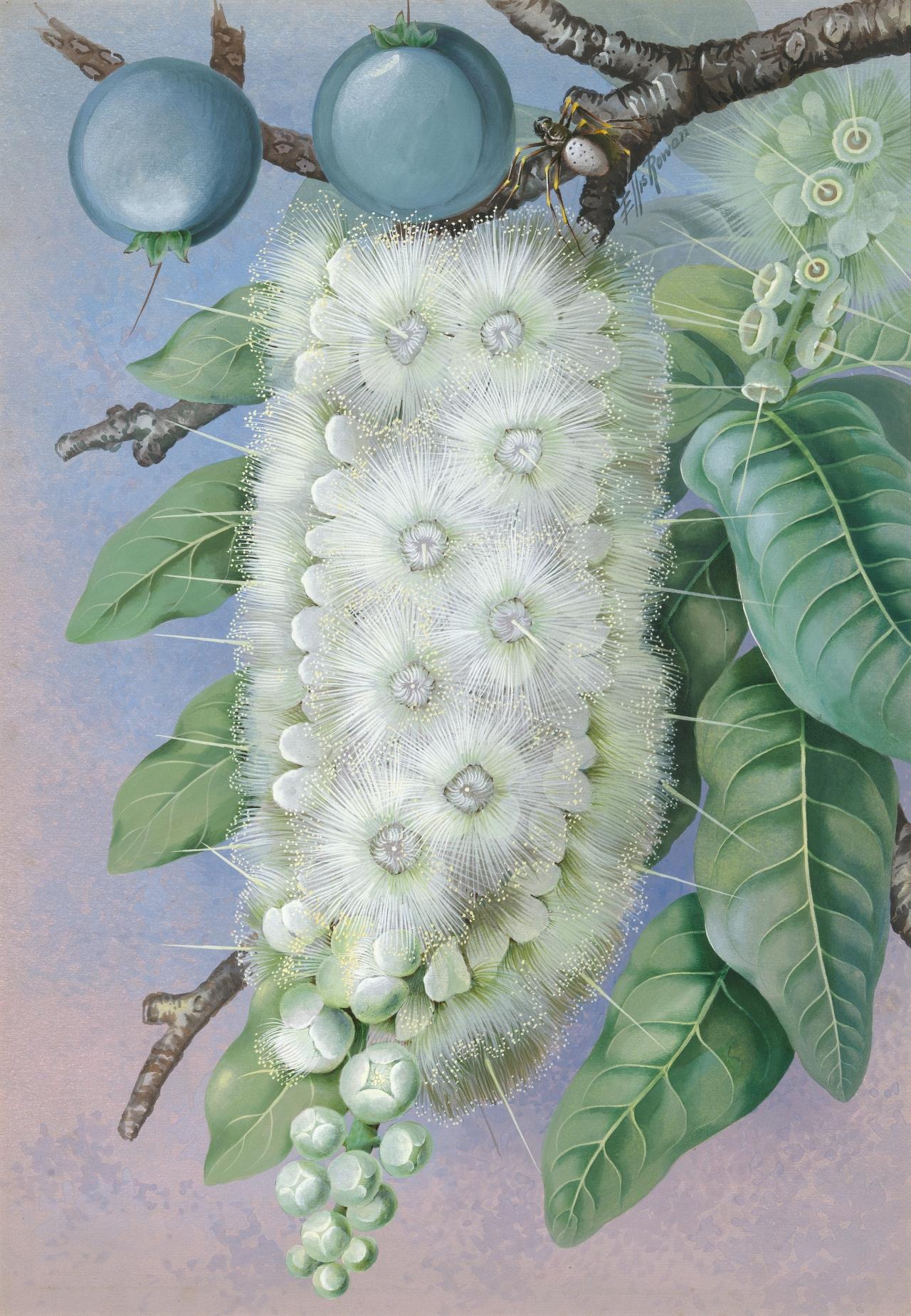 Barringtonia by Ellis Rowan - ca 1891 - 53,4 × 37 cm 