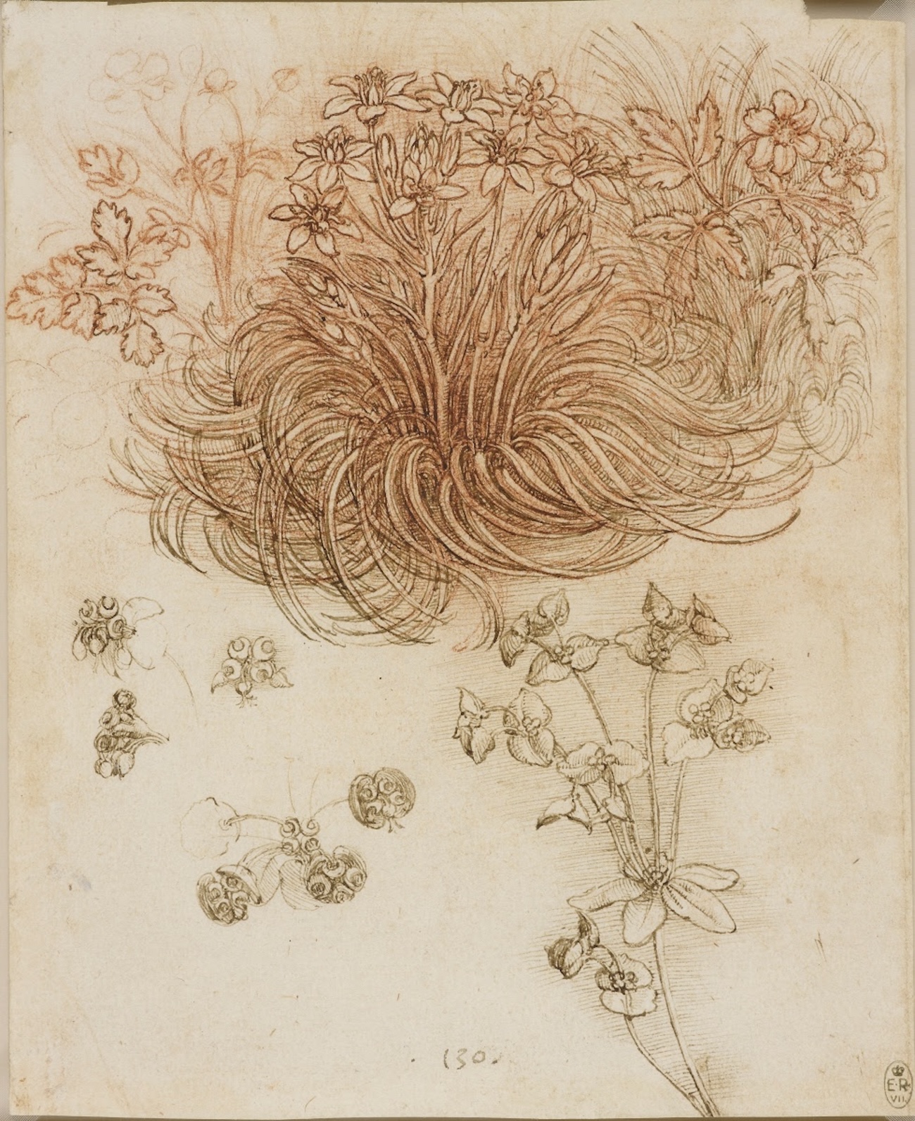 Ein Dolden-Milchstern und andere Pflanzen by Leonardo da Vinci - ca. 1506-12 - 19,8 x 16,0 cm Royal Collection Trust