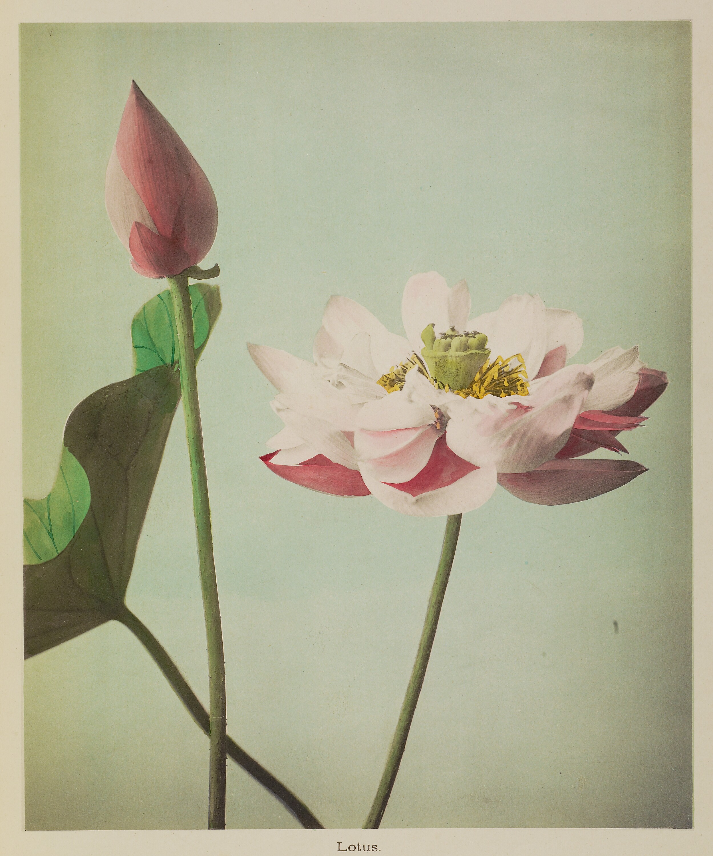莲 by 小川 一正 - 1896 - 26 × 21.7 厘米 保罗·盖蒂博物馆