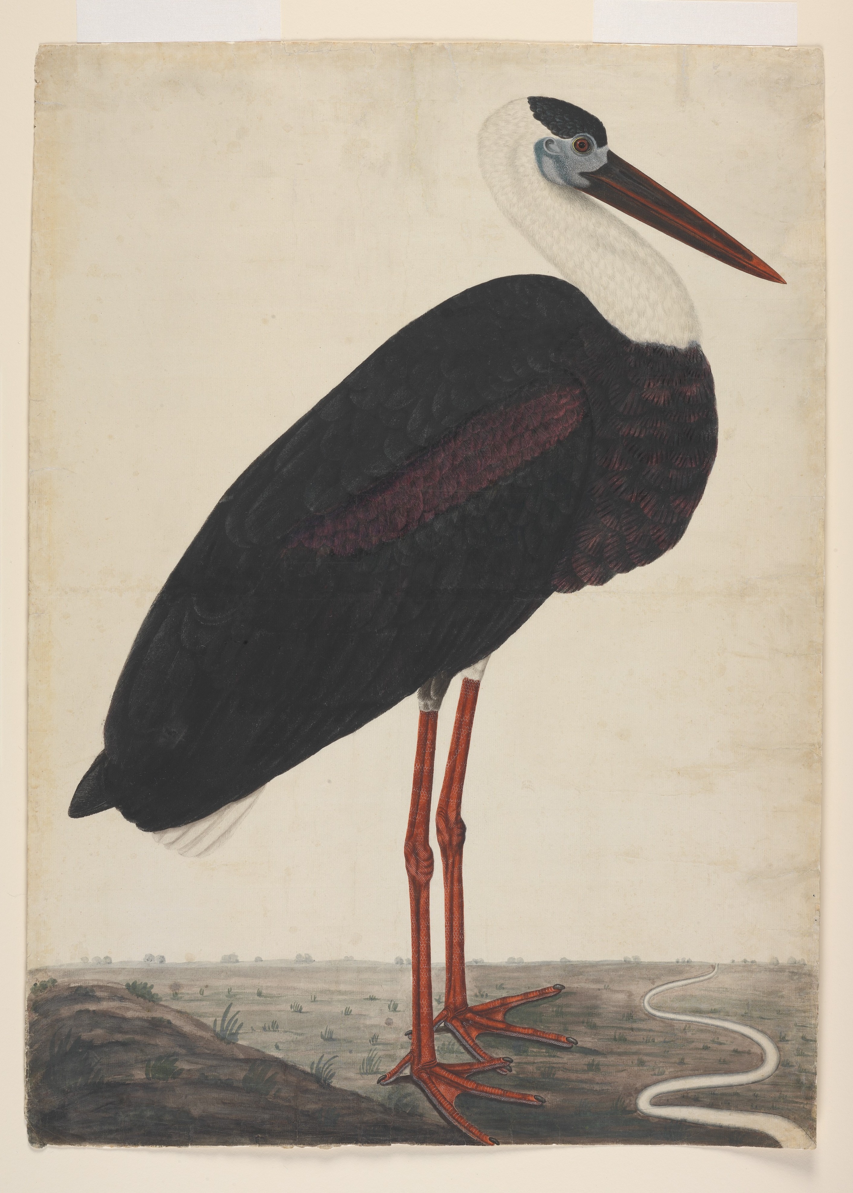 风景中的黑鹳 by 未知艺术家  - c. 1780 - 75.6 x 54.6 cm 大都会艺术博物馆